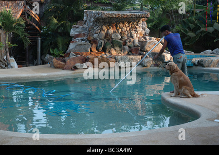 Mann, die Reinigung der Pool eines kleinen Hotels, beobachtet von einem Golden Retriever Hund Stockfoto
