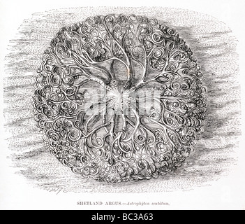 Shetland Argus Astrophyton scutatum Stockfoto