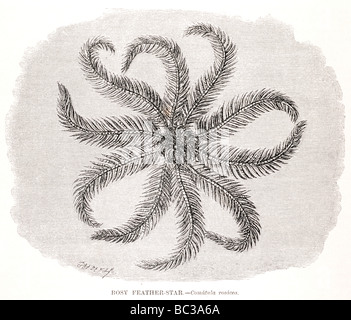 rosig Feather Star Comatula Rosazea Stockfoto
