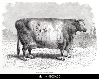 Durham shorthorn Stockfoto