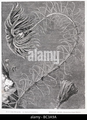 Pentacrinus Europaeus Larve von Comatula Medusa s Kopf Pentacrinus Caput Medusen Stockfoto