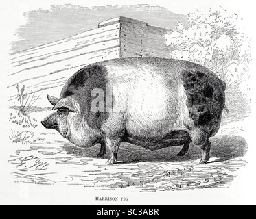 Harrison-Schwein Stockfoto