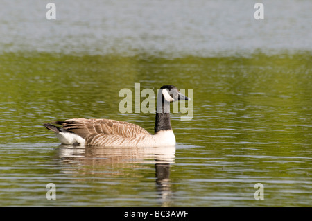 Kanadagans (Branta Canadensis), Northumberland Stockfoto