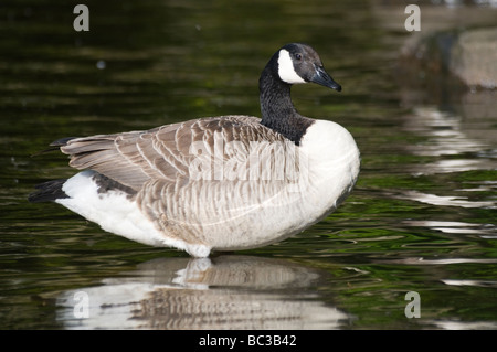 Kanadagans (Branta Canadensis), Northumberland Stockfoto