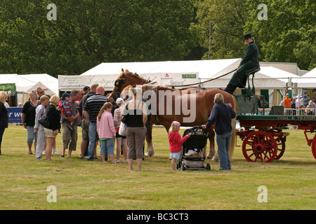 Suffolk Punch Pferde Stockfoto