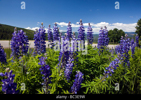 Lupin im Frühling blühen in der Nähe von Rt 133 und McClure Pass 8755 Maroon Bells Snowmass Wildnisgebiet Colorado USA Stockfoto