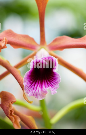 Grandis Laelia tenebrosa var. Gower. Orchid Flower in Brasilien Stockfoto