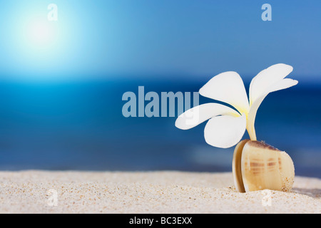 Tropische Blumen Plumeria Alba und Muschel am Sandstrand Stockfoto