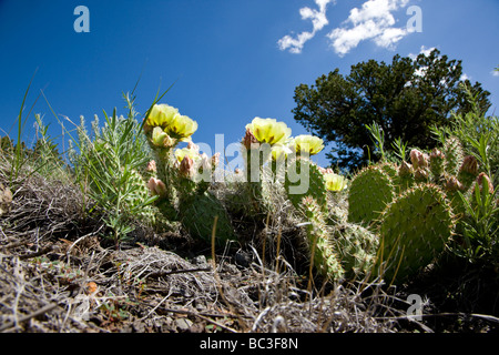 Prickly Pear Cactus Familie Cactaceae mit gelben Blüten wachsen auf Tenderfoot Berg Salida Colorado USA Stockfoto