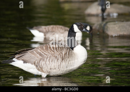 Kanadagans (Branta Canadensis), Northumberland Stockfoto