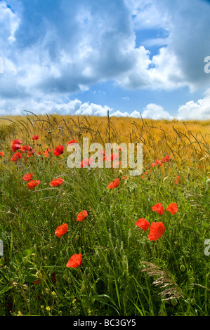 Tal der Somme Bereich der Mohnblumen und Gerste Tal der Somme Nord-Picardy Frankreich Stockfoto