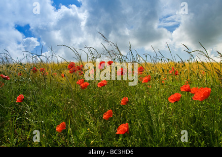 Bereich der Mohn und Gerste Somme Valley Nord-Picardie Frankreich Stockfoto