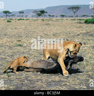 Löwin frisch ziehen Gnus mit Jungtier nach Masai Mara National Reserve Kenia in Ostafrika getötet Stockfoto