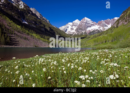 Maroon Bells Snowmass Wilderness Area Colorado USA weiß Blume im Vordergrund ist Western cm Bistorta bistortoides Stockfoto