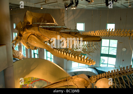 North Carolina Museum of Natural Sciences. Stockfoto