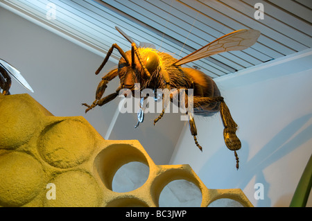 North Carolina Museum of Natural Sciences. Stockfoto