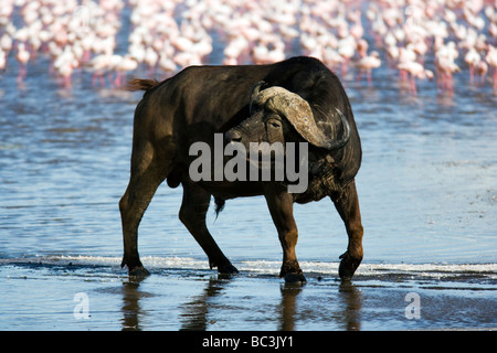 Afrikanischer Büffel oder Kaffernbüffel - Lake-Nakuru-Nationalpark, Kenia Stockfoto