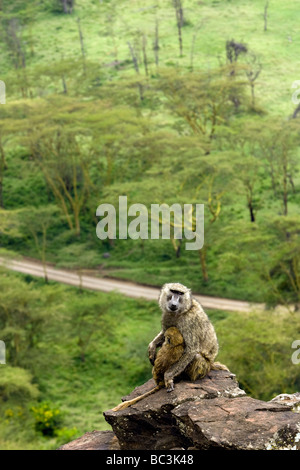 Mutter und Baby Pavian auf Klippe - Lake-Nakuru-Nationalpark, Kenia Stockfoto