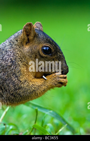 Fuchs, Eichhörnchen auf Rasen Stockfoto