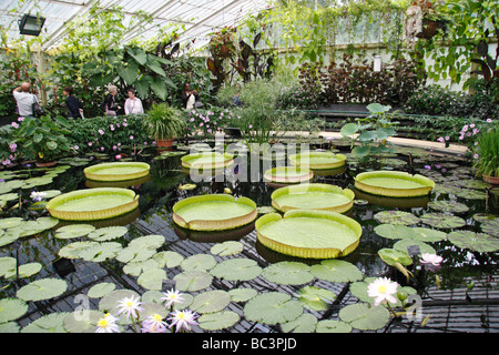 Die riesigen Amazonas Wasser Lilien im Haus Seerose, The Royal Botanic Gardens, Kew, Surrey, England. Stockfoto