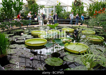 Die riesigen Amazonas Wasser Lilien im Haus Seerose, The Royal Botanic Gardens, Kew, Surrey, England. Stockfoto