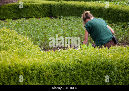 Knieende Gärtnerin Bepflanzung im ummauerten Garten von Heligan, in der Nähe von Mevagissey, St Austell, Cornwall, Großbritannien Stockfoto
