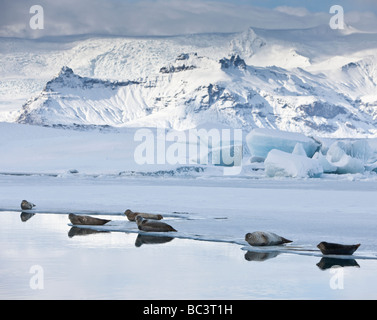 Dichtungen, Sonnenbad am Jökulsárlón Glacial Lagune, Breidamerkurjokull Gletscher am Vatnajökull-Eiskappe, Ost-Island Stockfoto