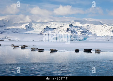 Dichtungen, Sonnenbad am Jökulsárlón Glacial Lagune, Breidamerkurjokull Gletscher am Vatnajökull-Eiskappe, Ost-Island Stockfoto