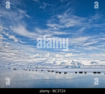 Dichtungen, Sonnenbad am Jökulsárlón Glacial Lagune, Breidamerkurjokull Gletscher am Vatnajökull-Eiskappe, Ost-Island Stockfoto