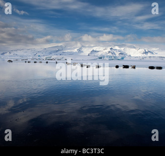 Dichtungen, Sonnenbad am Jökulsárlón Glacial Lagune, Breidamerkurjokull Gletscher am Vatnajökull-Eiskappe, Ost-Island Stockfoto