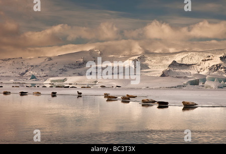 Dichtungen, Sonnenbad am Jökulsárlón Glacial Lagune, Breidamerkurjokull Gletscher am Vatnajökull-Eiskappe, Ost-Island Stockfoto