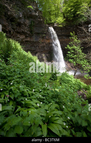 Hardraw Kraft angeblich Englands höchste Freefall Wasserfall obere Wensleydale Yorkshire Dales National Park Stockfoto