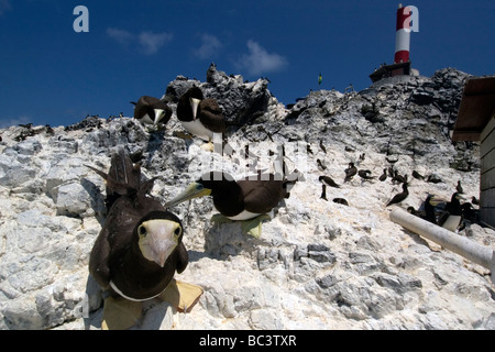 Braun Tölpel, Sula Leucogaster - sein Nest vor Gefahren an einer Kolonie zu schützen Stockfoto