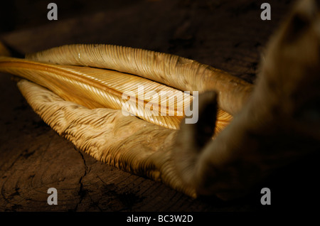 Exotische totes Blatt locken. Stockfoto