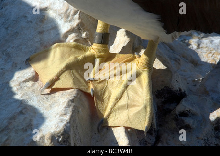 Braun Tölpel, Sula Leucogaster - Füße-detail Stockfoto