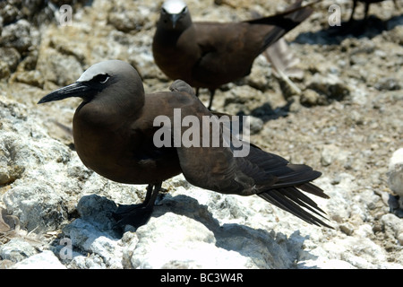 Braun Noddy, Anous Stolidus - Flügel trocknen Stockfoto