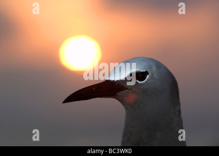 Braun Noddy, Anous Stolidus - bei Sonnenuntergang Stockfoto