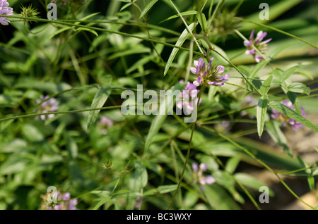 Close-up Pf lila farbigen Wildblumen auf grünem Stiel und Blatt Hintergrund. Stockfoto