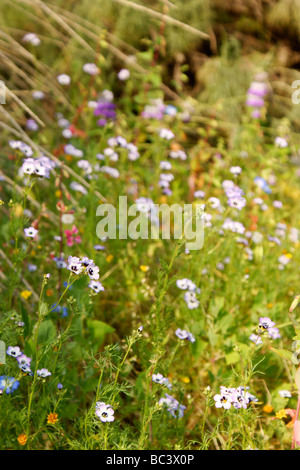 Schöne Sommerblumen auf grüner Wiese. Stockfoto