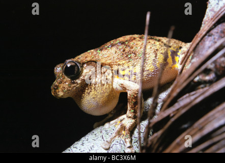 Smaragd-spotted Laubfrosch, Litoria peroni Stockfoto