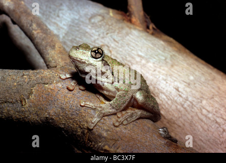 Smaragd-spotted Laubfrosch, Litoria peroni Stockfoto