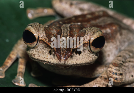 Vier gesäumten Laubfrosch, Polypedates leucomystax Stockfoto