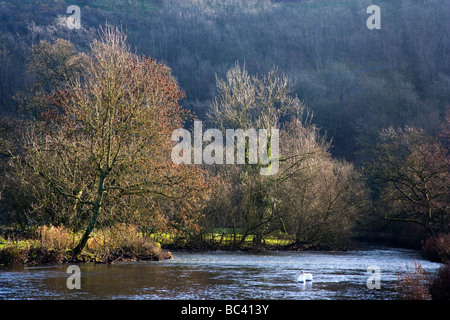 Schwäne auf dem Fluss Wye unter Monsal Kopf in Monsal Dale im Wye Valley in Derbyshire Stockfoto