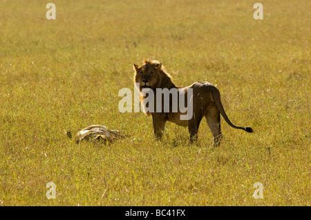 Löwe (Panthera leo) am frühen Morgen im Masai Mara Game Reserve, Kenia Stockfoto