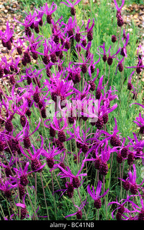 Lavandula Stoechas 'Papillon', Sy L. Subspecies Pedunculata, Pflanzen Pflanze Lila Lavendel Blume Blumen Blüte Stockfoto