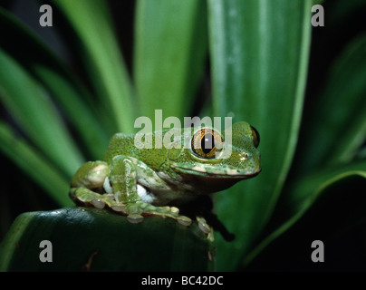 Amani Wald Treefrog Leptopelis vermiculatus Stockfoto