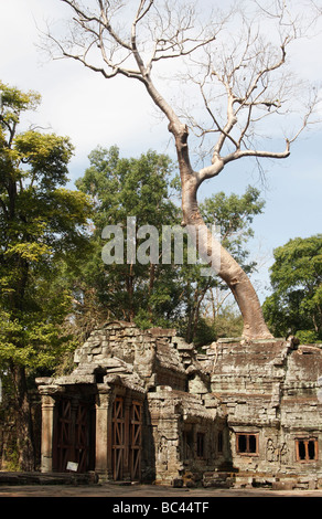 Kapok-Baum wächst über antike Tempelbau, "Ta Prohm" Ruinen, Angkor, Kambodscha Stockfoto