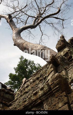 Kapok-Baum wächst über "Ta Prohm" Ruinen, Angkor, Kambodscha Stockfoto