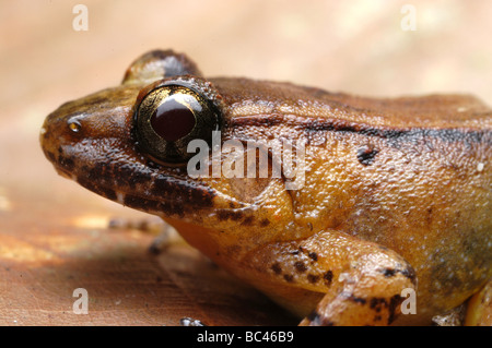 Frosch des tropischen Regenwaldes Stockfoto, Bild: 49865673 - Alamy