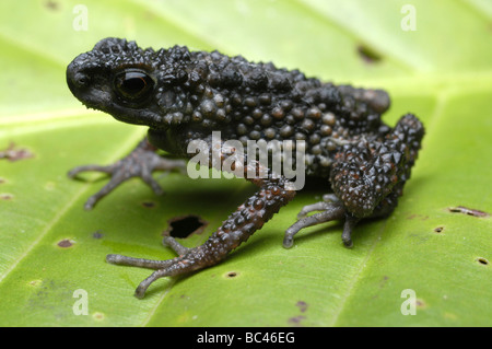 Stachelige schlanke Kröte Ansonia spinulifer Stockfoto